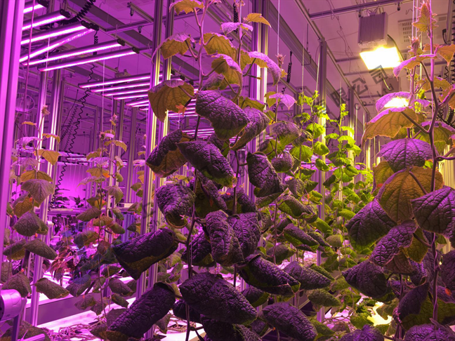 植物种植工厂整厂项目